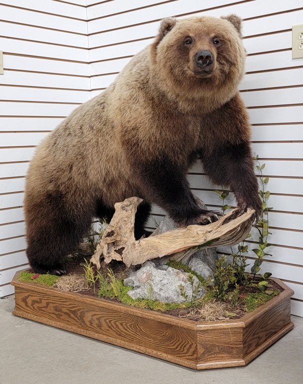 Estate Auction: Guns, Ammo, Taxidermy, Wildlife prints, Hunting/Fishing Gear  and more